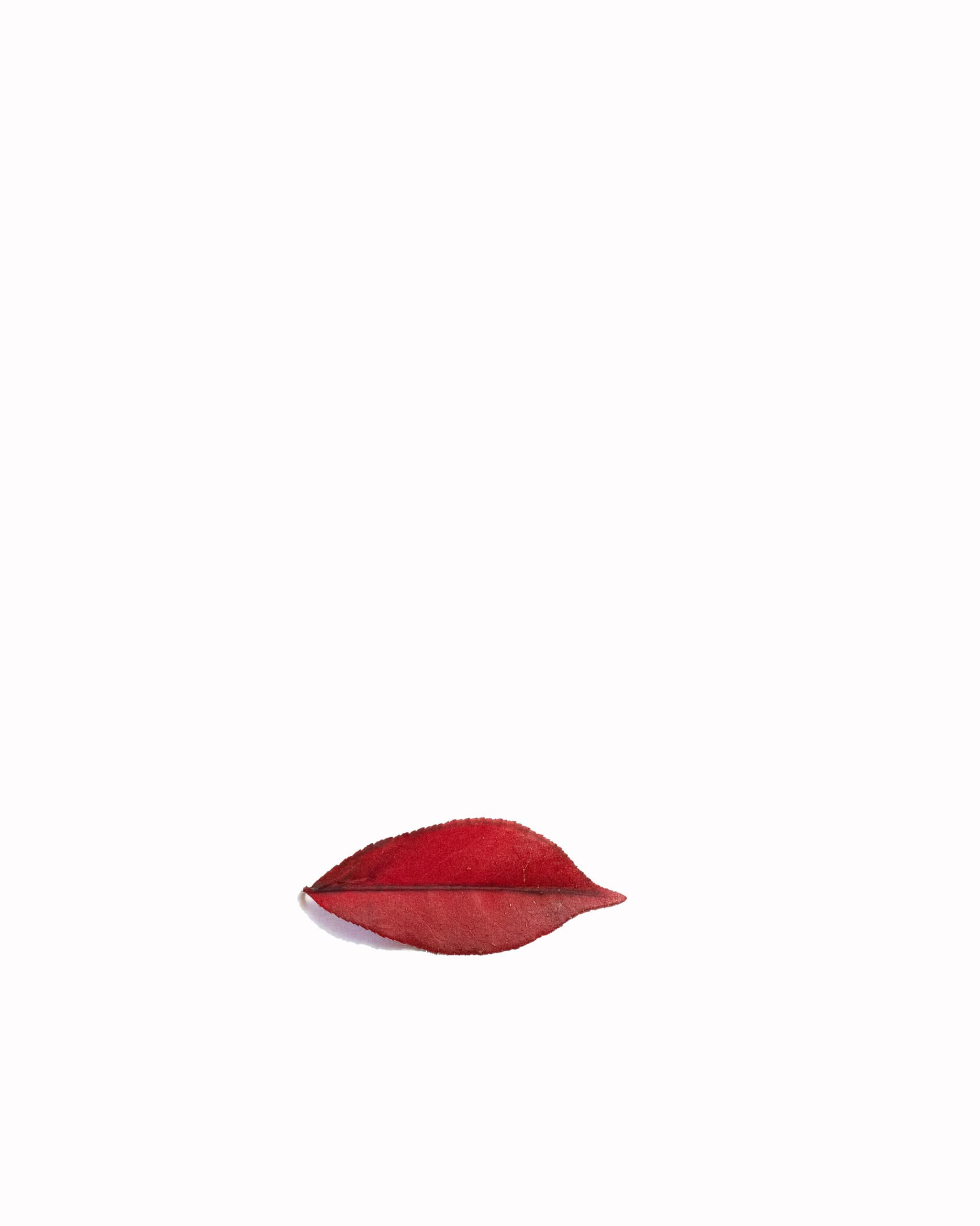 Red leaf resembling lips